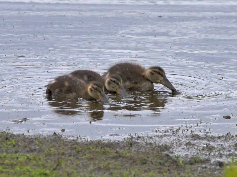 John Anderson, https://www.pbase.com/crail_birder